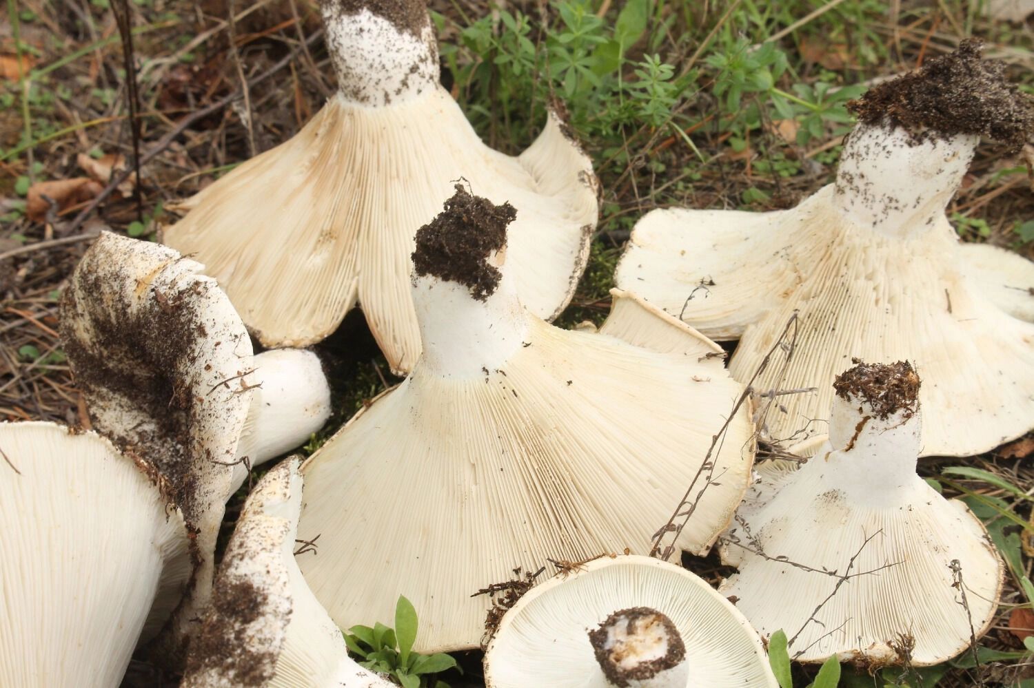 В лесах до сих пор много подгруздков