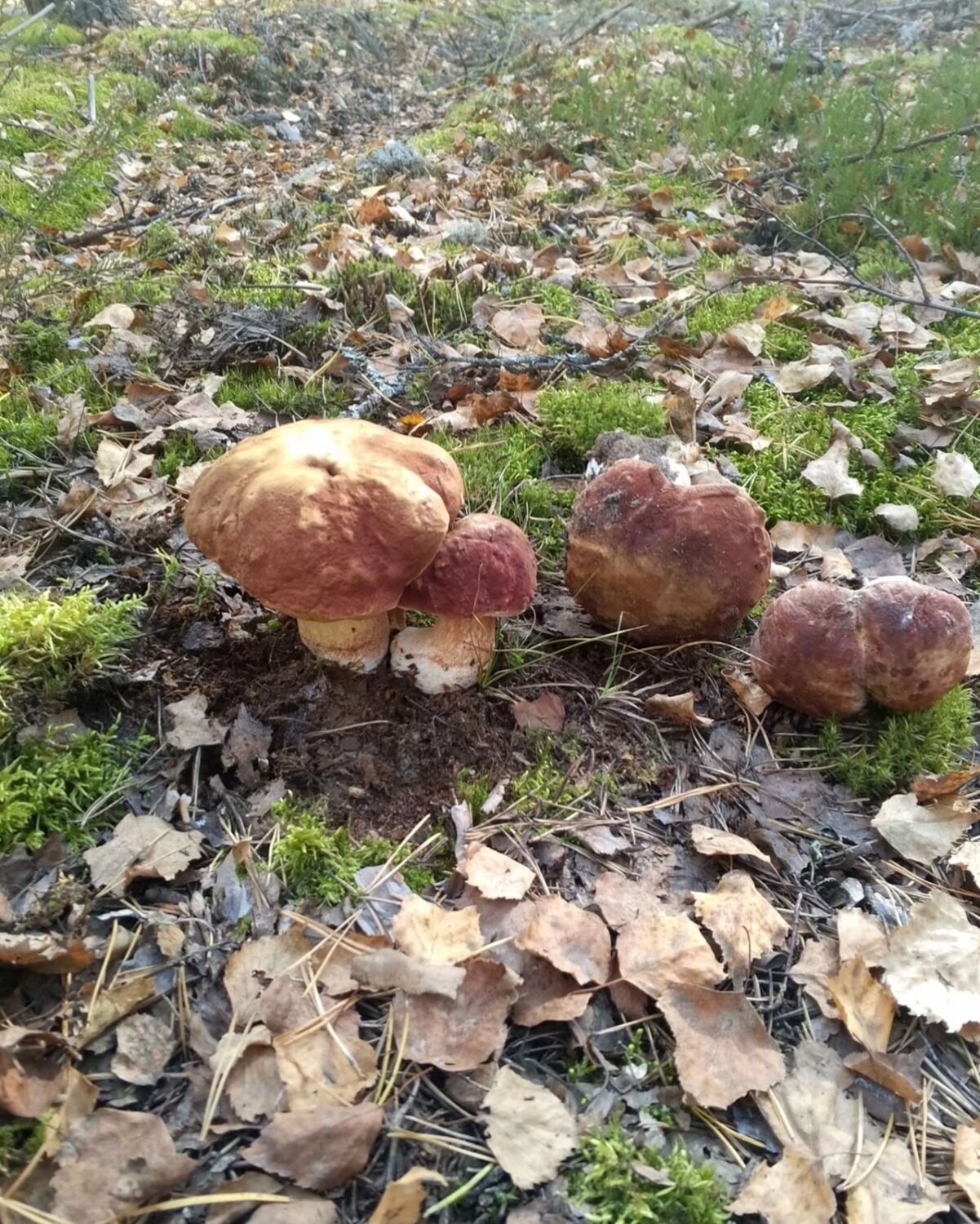 Нижегородцы ждут дождя, чтобы грибов стало больше