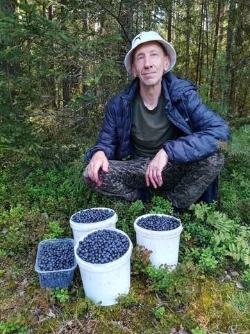 Черника в лесах области все еще есть