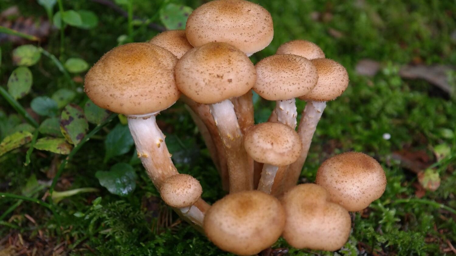 Опята распространены в районе горы Дыроватый камень, Ревда и недалеко от западной части Екатеринбурга, в поселке Северка