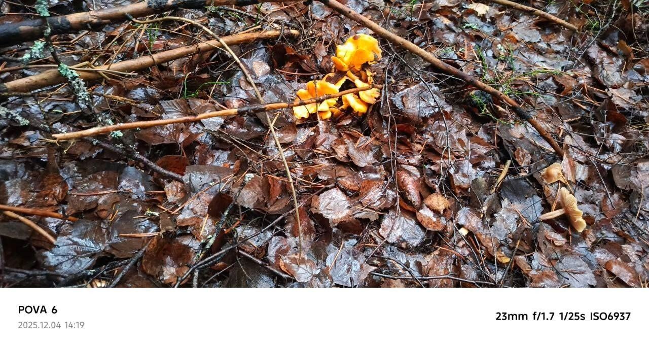 Лисички, собранные в декабре в Семенове