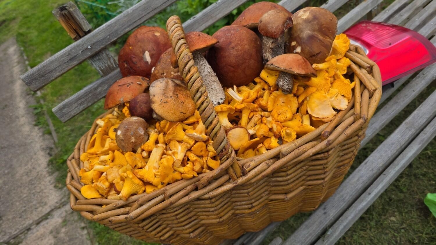 Лисички и подосиновики