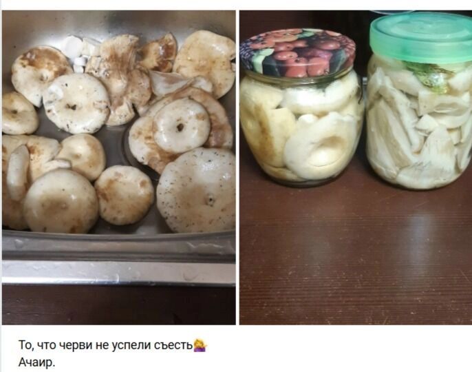 Грузди в окрестностях Ачаира