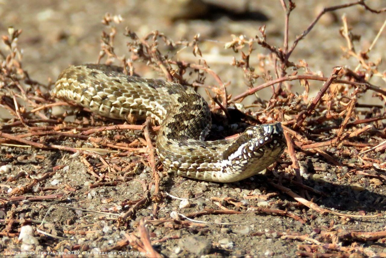 Змеи в Оренбуржье