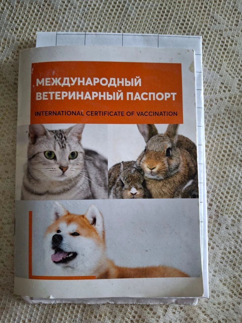 На фото: международный ветеринарный паспорт
