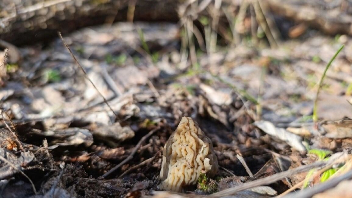 Сморчки в Борском округе