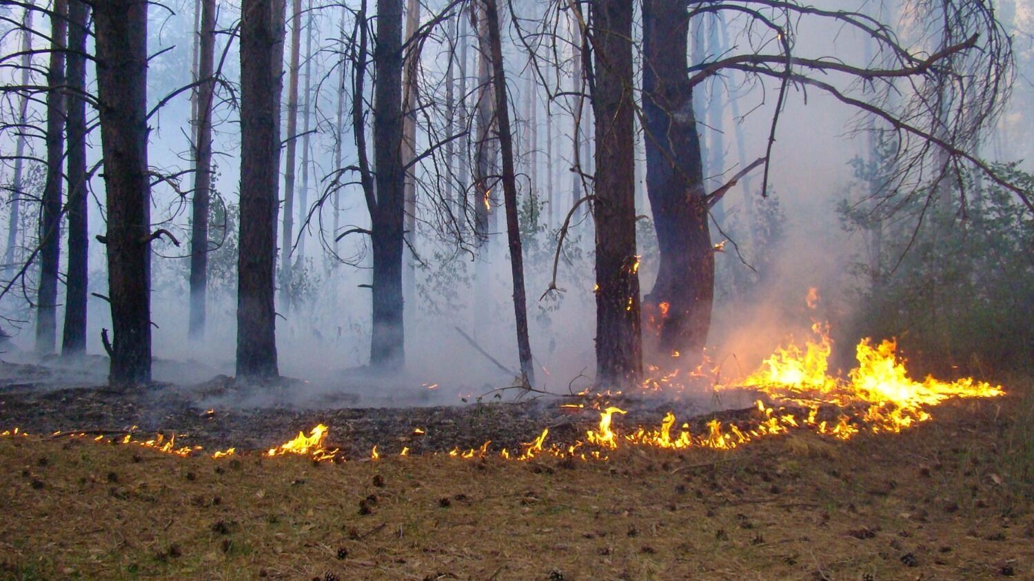 Лесной пожар у деревни Пиголи в 2010 году