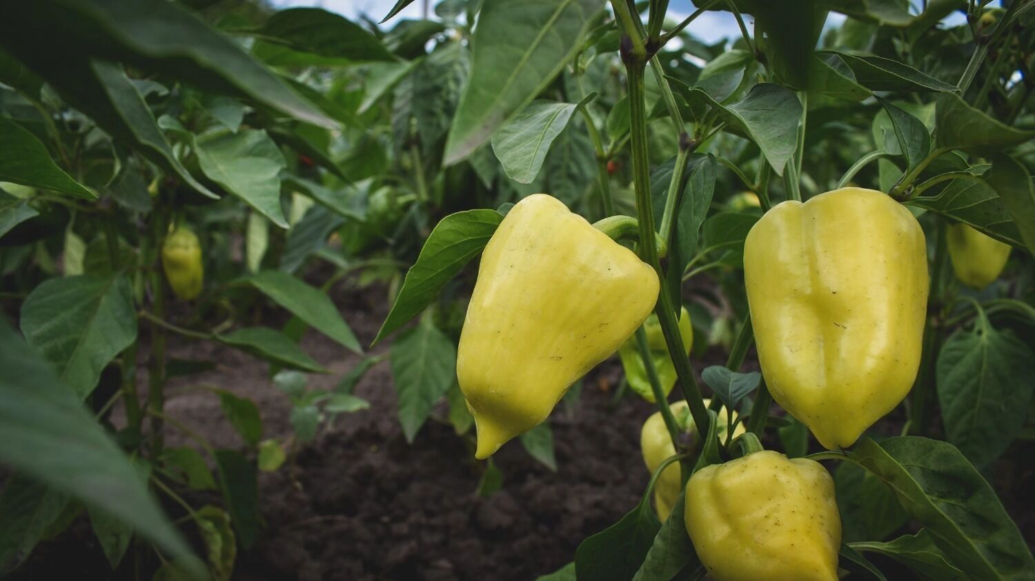 Запрещённые растения на&nbsp;даче: мак, конопля, ответственность до&nbsp;8&nbsp;лет лишения свободы