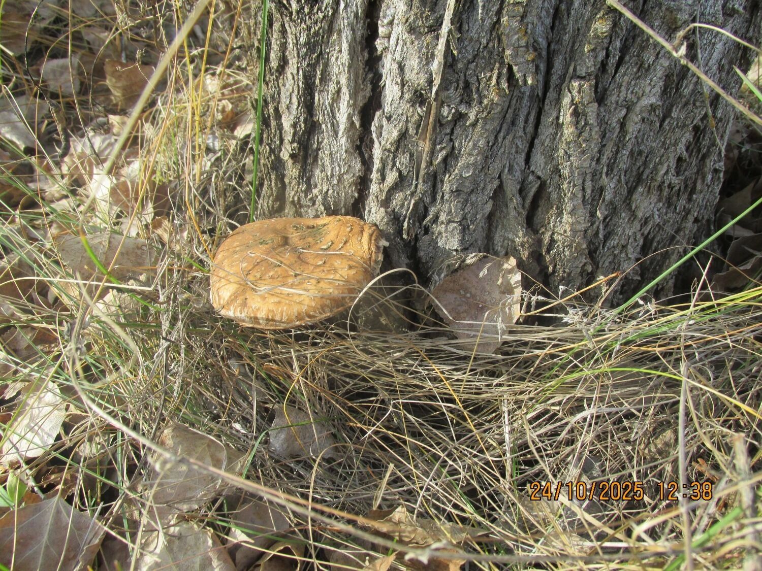 Грибы в октябре в Оренбургской области