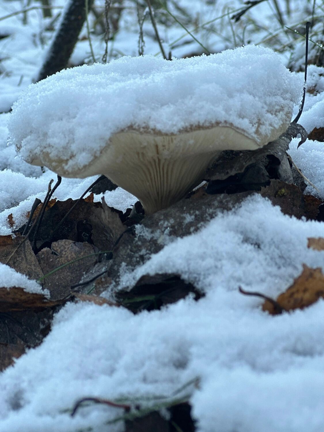 В лесах до сих пор встречаются «подснежники»