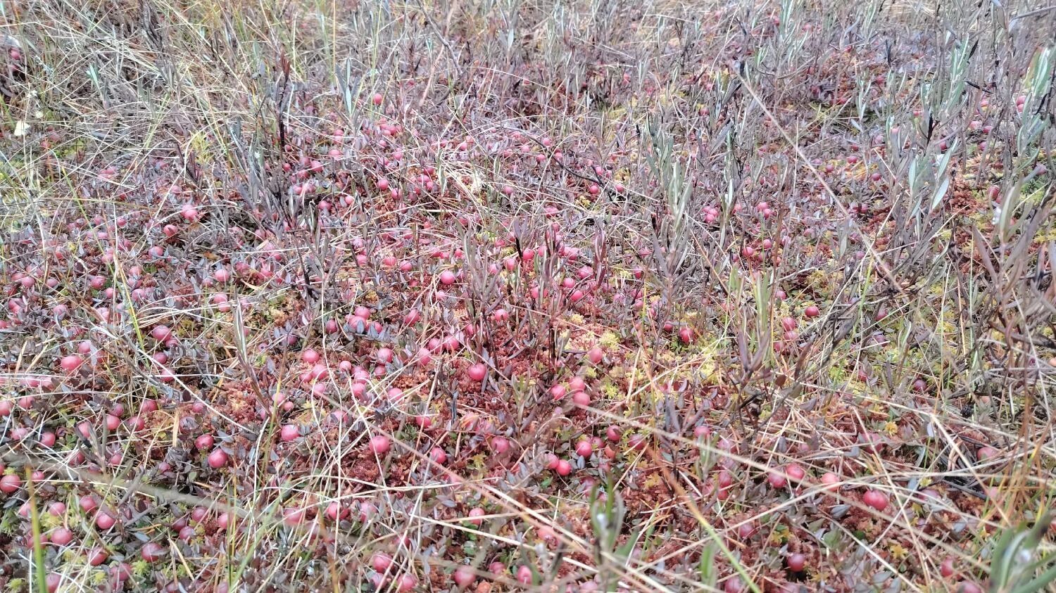 Клюква в Нижегородской области