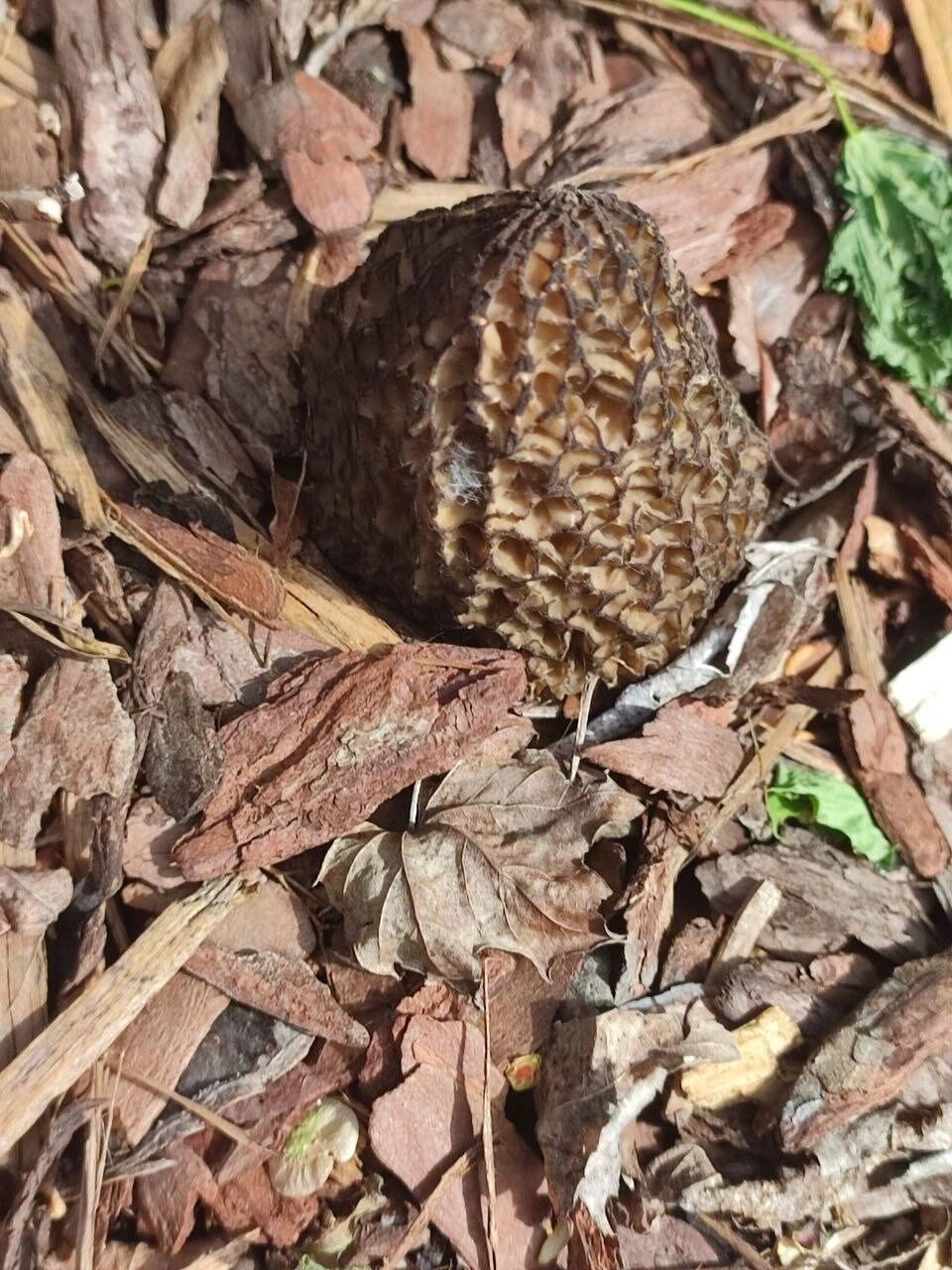 Найденные в Центральном парке грибы