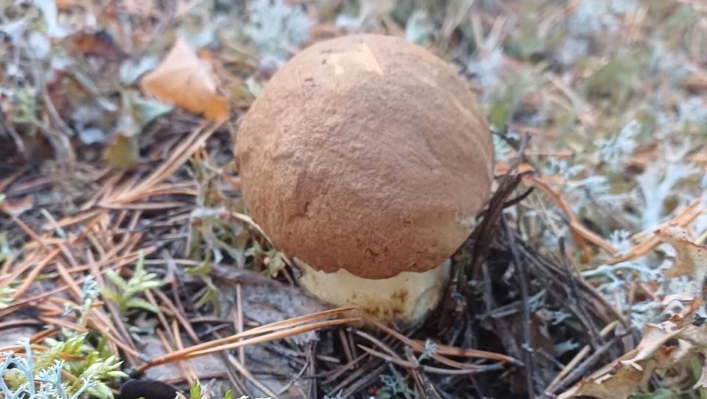 Тихая охота продолжается. Какие грибы ухитряются собирать пермяки в октябре?