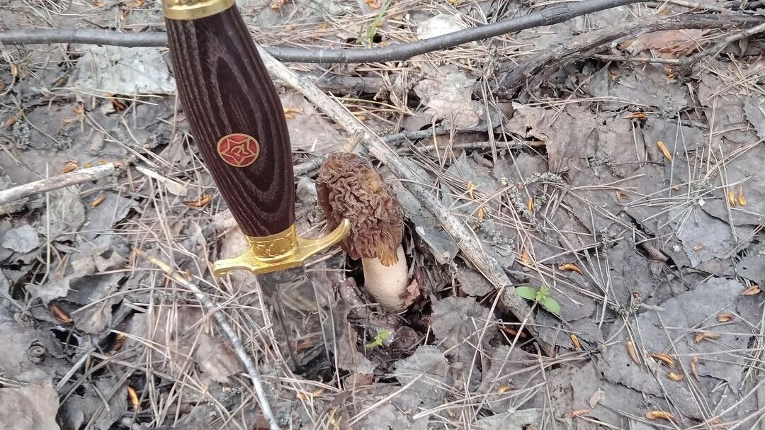 Оренбургские грибники собирают ведра сморчков