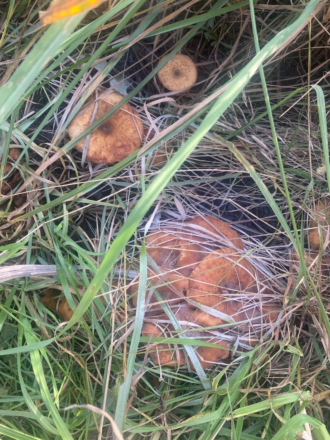 Осенние опята