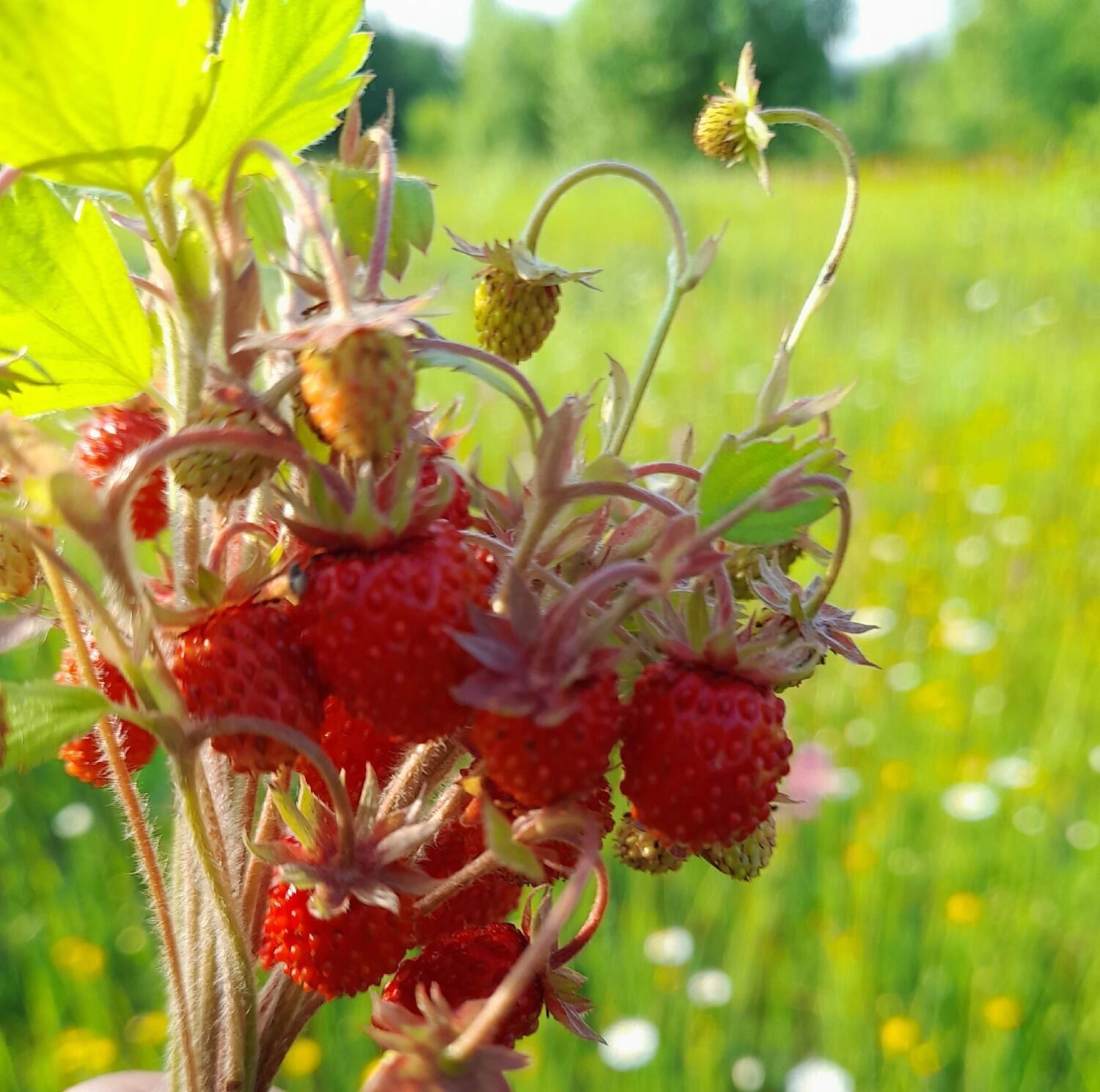 Земляника созрела в Воротынском округе