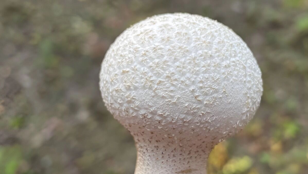 головач мешковидный