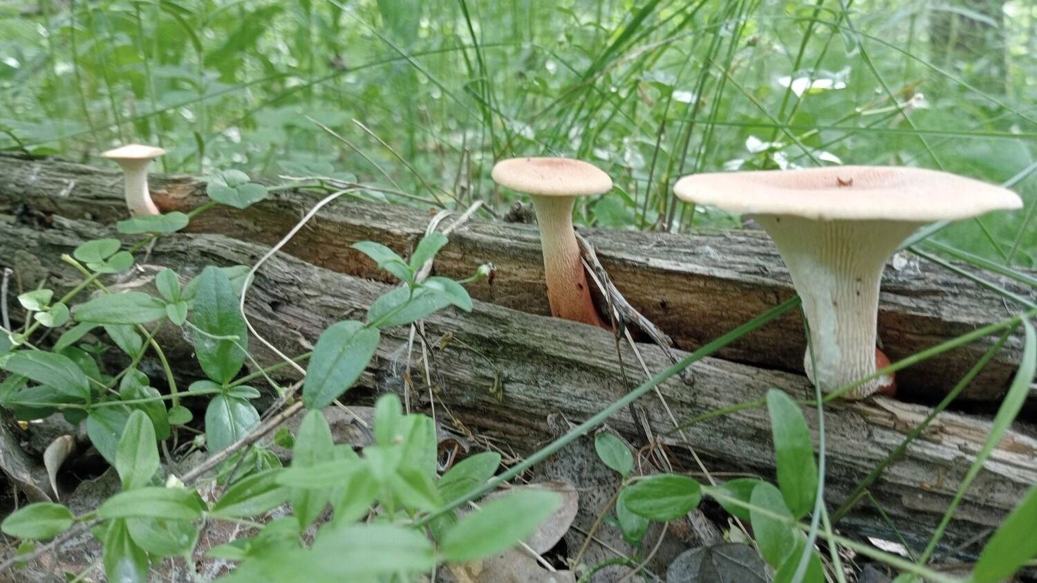 Белые грибы, моховики  и пилолистники растут в нижегородских лесах