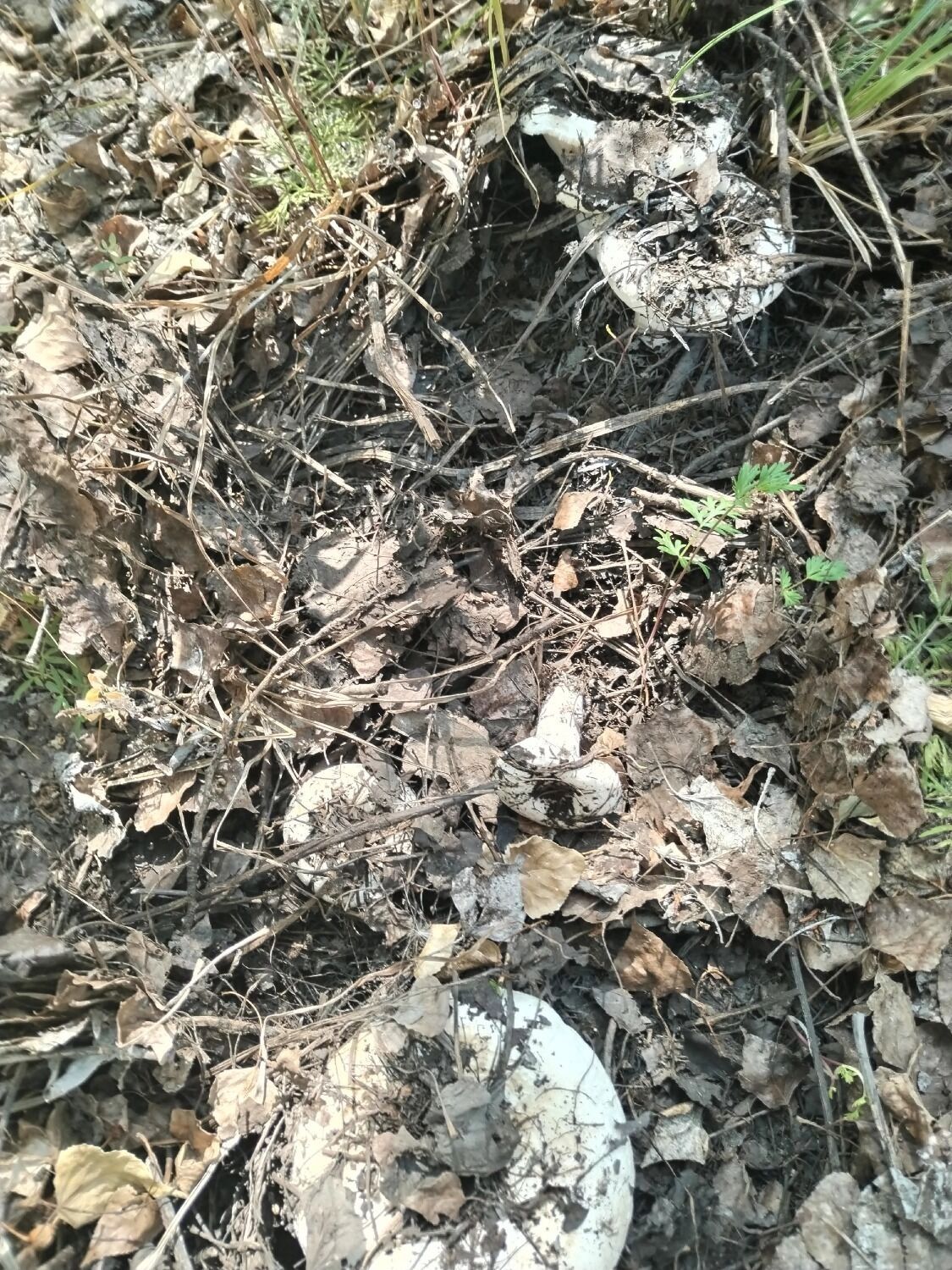 В Оренбургском районе собрали грибы 