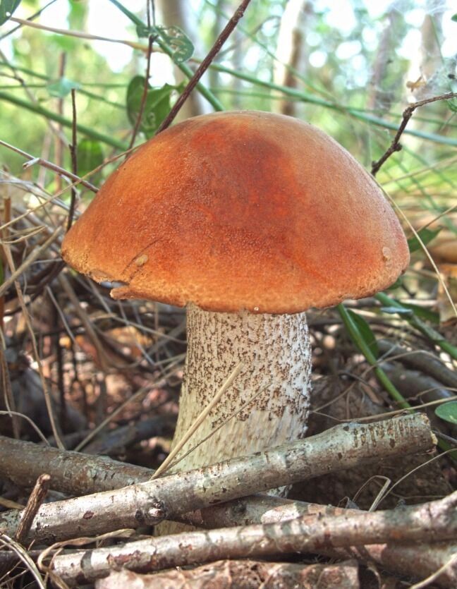 Подосиновик