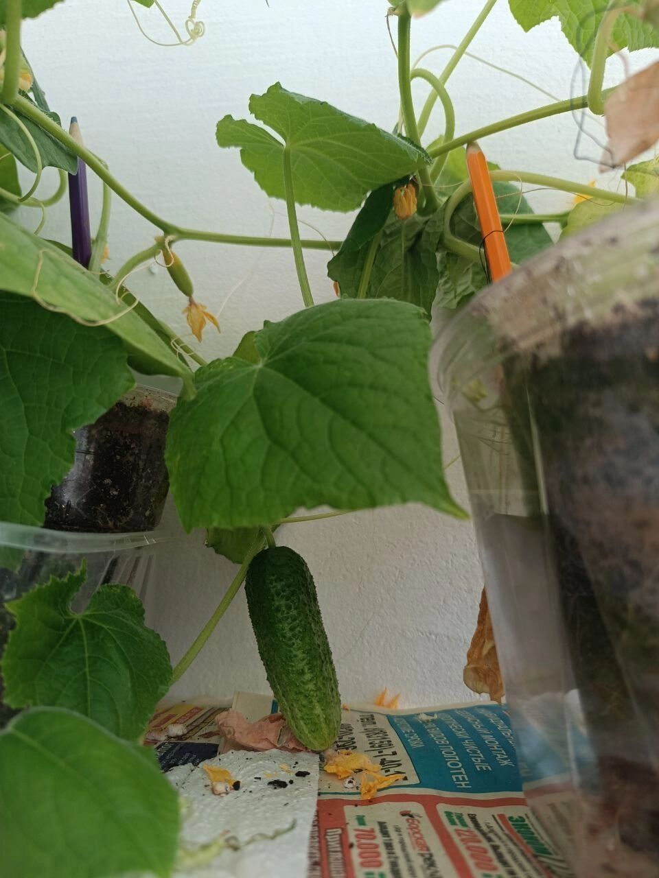 Урожай огурцов в 2024 году