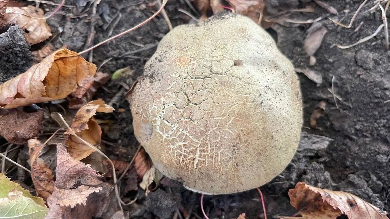Чащи Волгоградской области заполонили грибы
