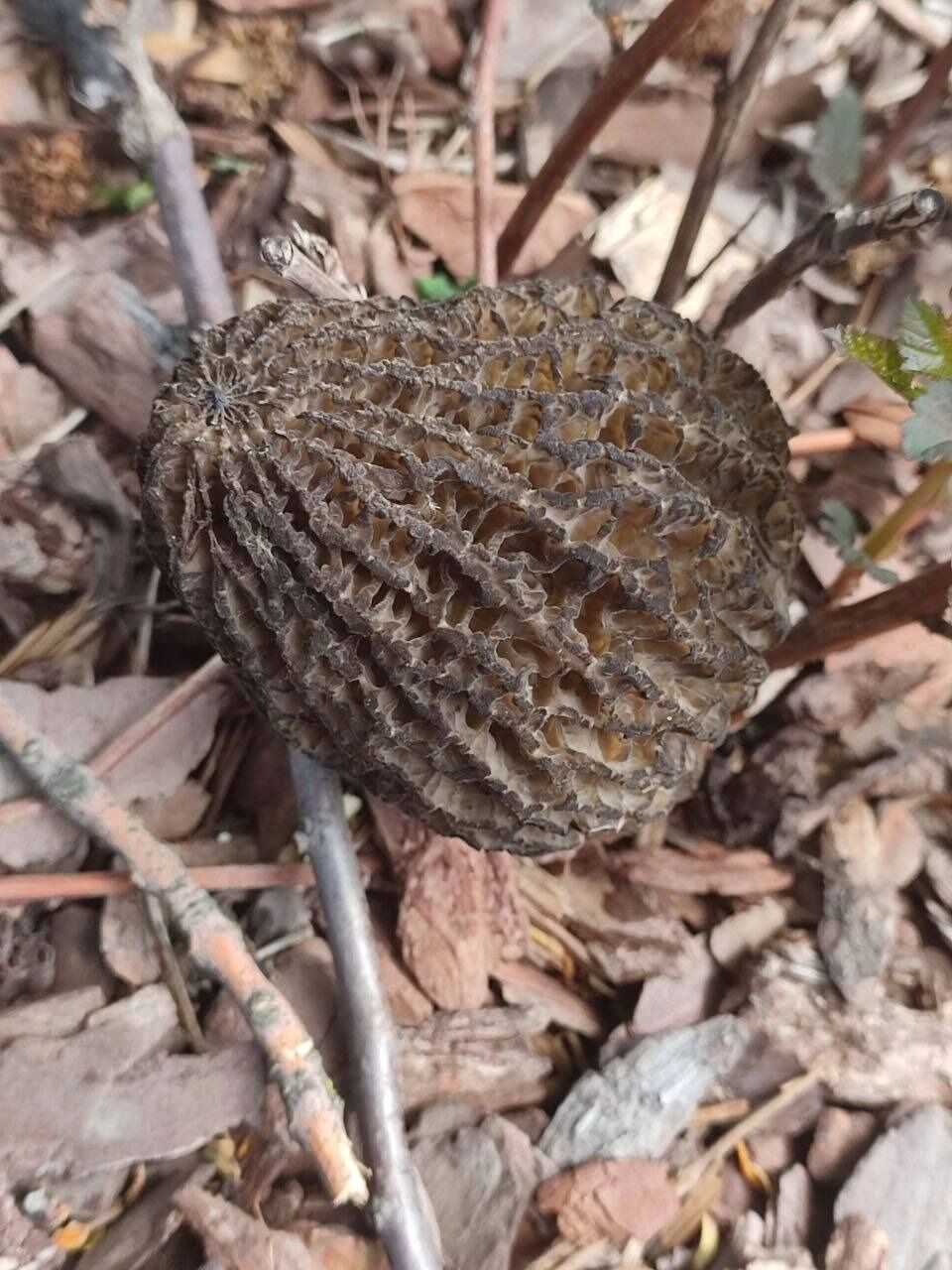 Найденные в Центральном парке грибы