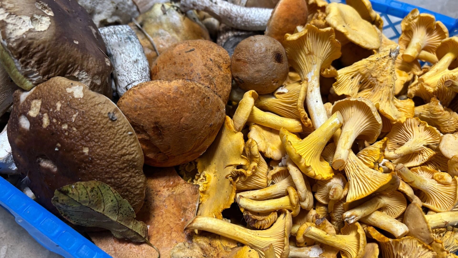 свежесобранные грибы разных видов лежат на подносе