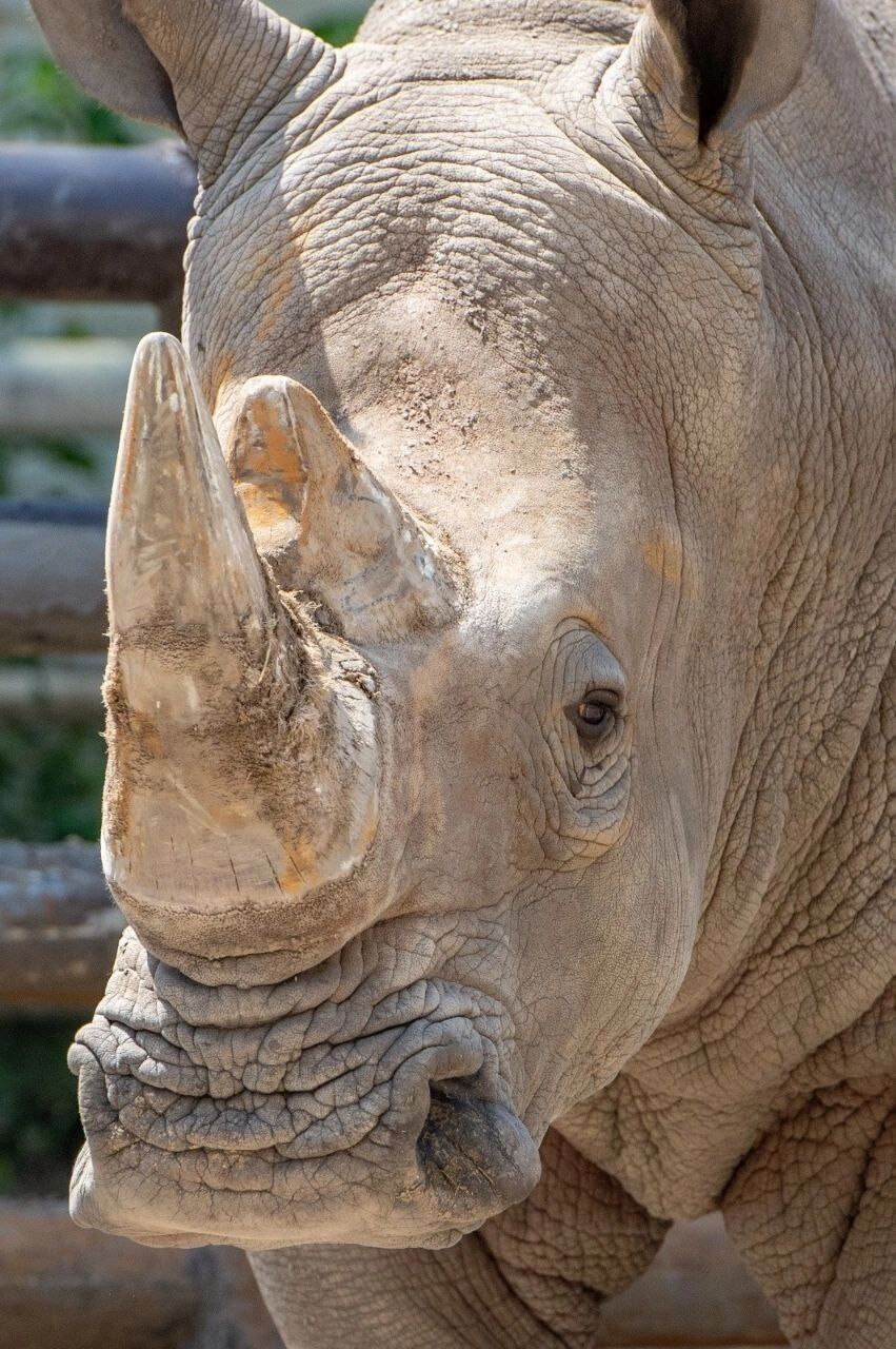 Белый носорог