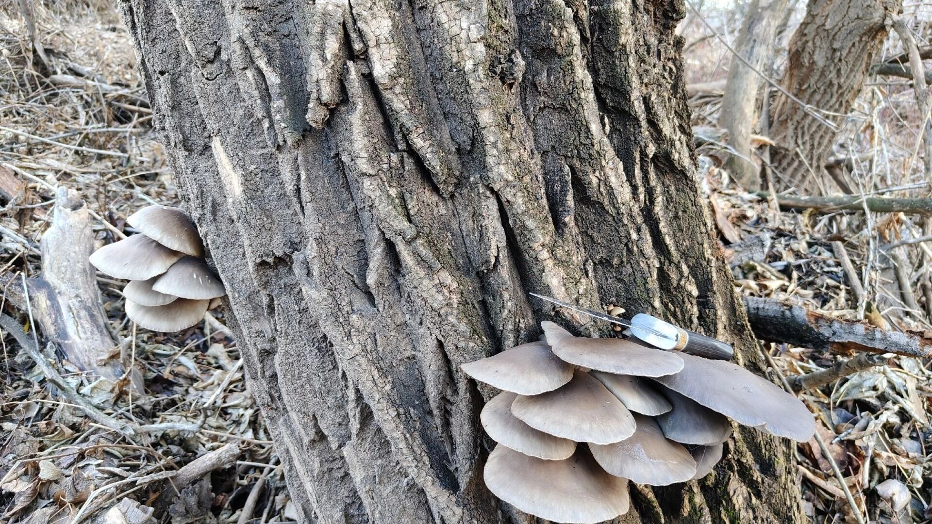 Грибы в ноябре Оренбуржья