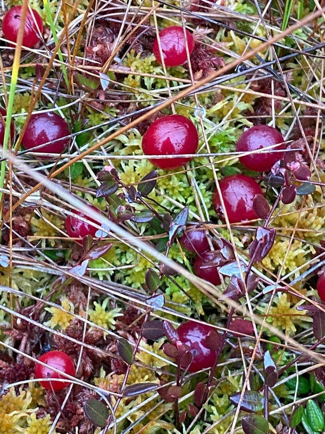 Клюква в Нижегородской области