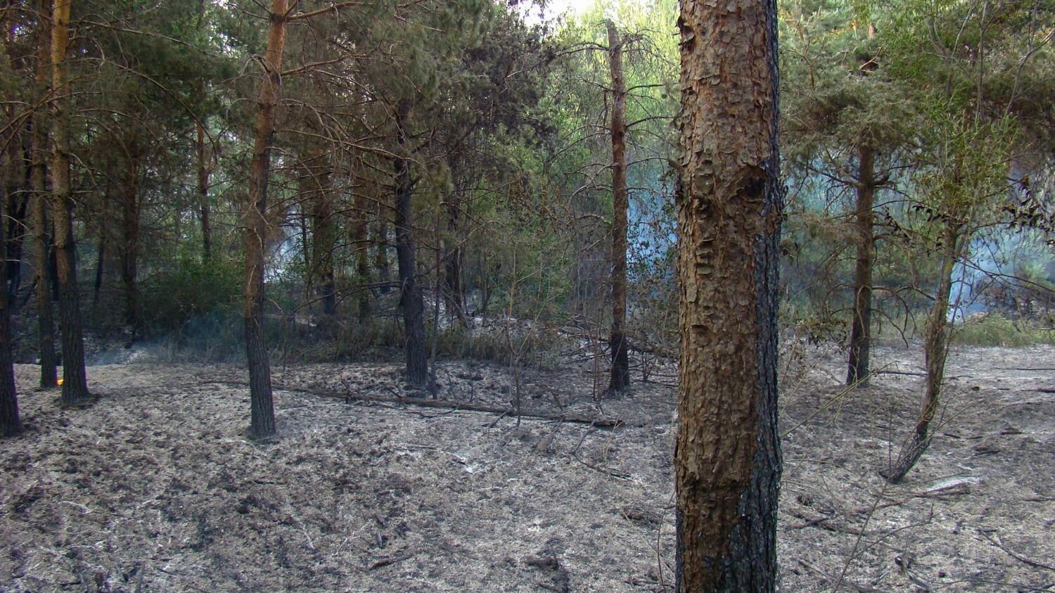 Лесной пожар у деревни Пиголи в 2010 году