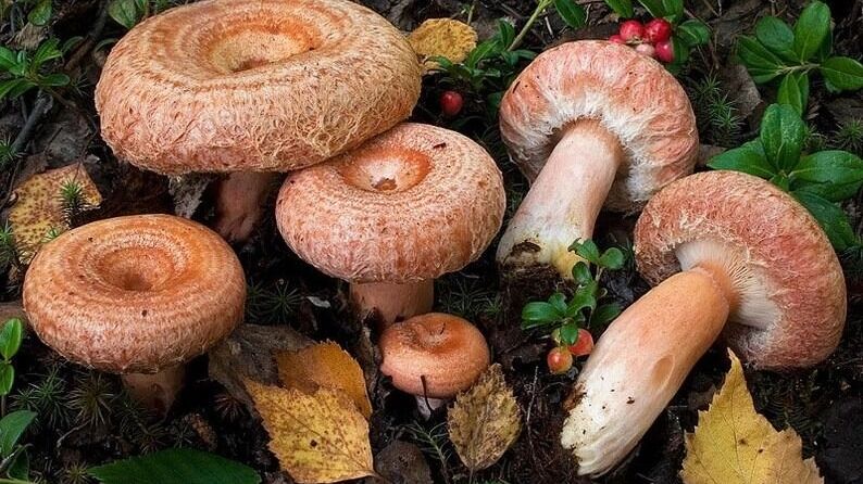 На волнушки богата Гора Волчиха, Первоуральск, Свердловская область