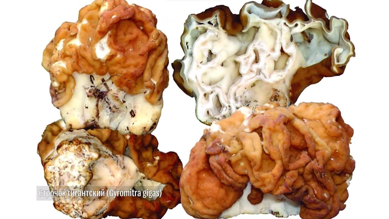 Строчок гиганский