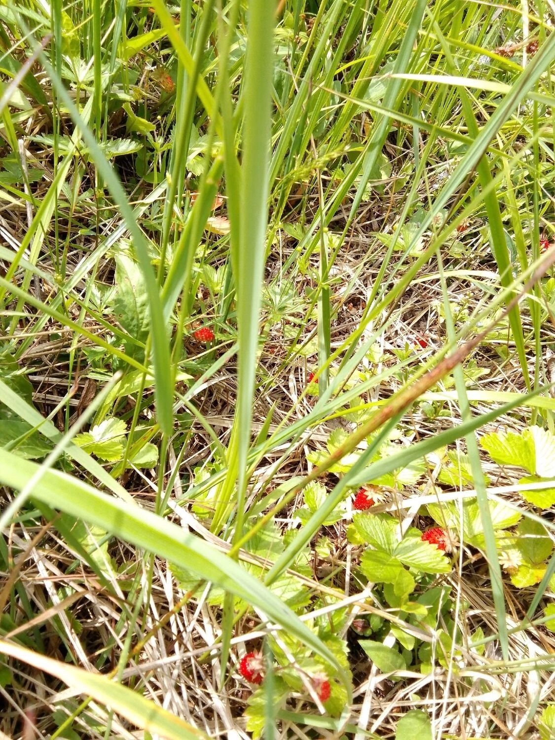 Ягоды в нижегородских лесах