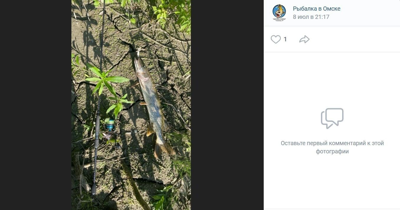 В Тевризском районе Омской области поймали большую щуку