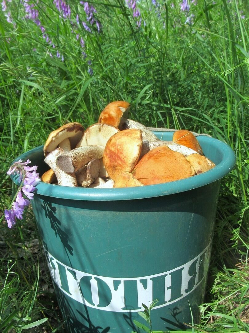 Грибные находки белгородцев