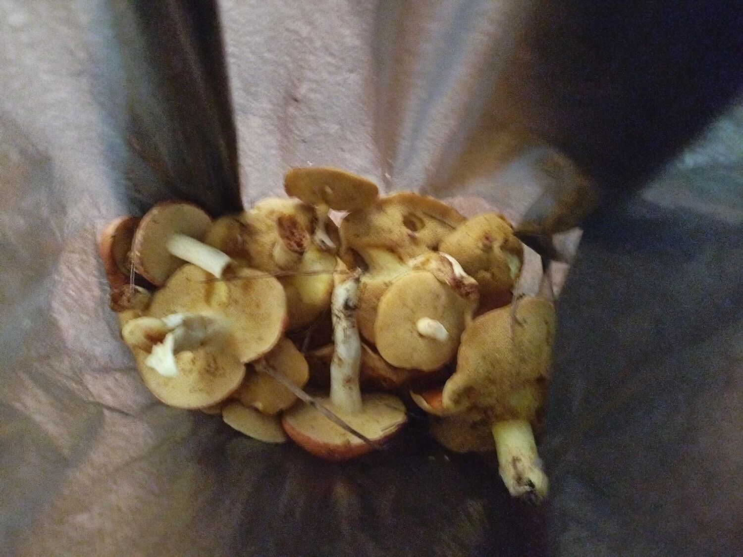 Маслята из Сокольского округа