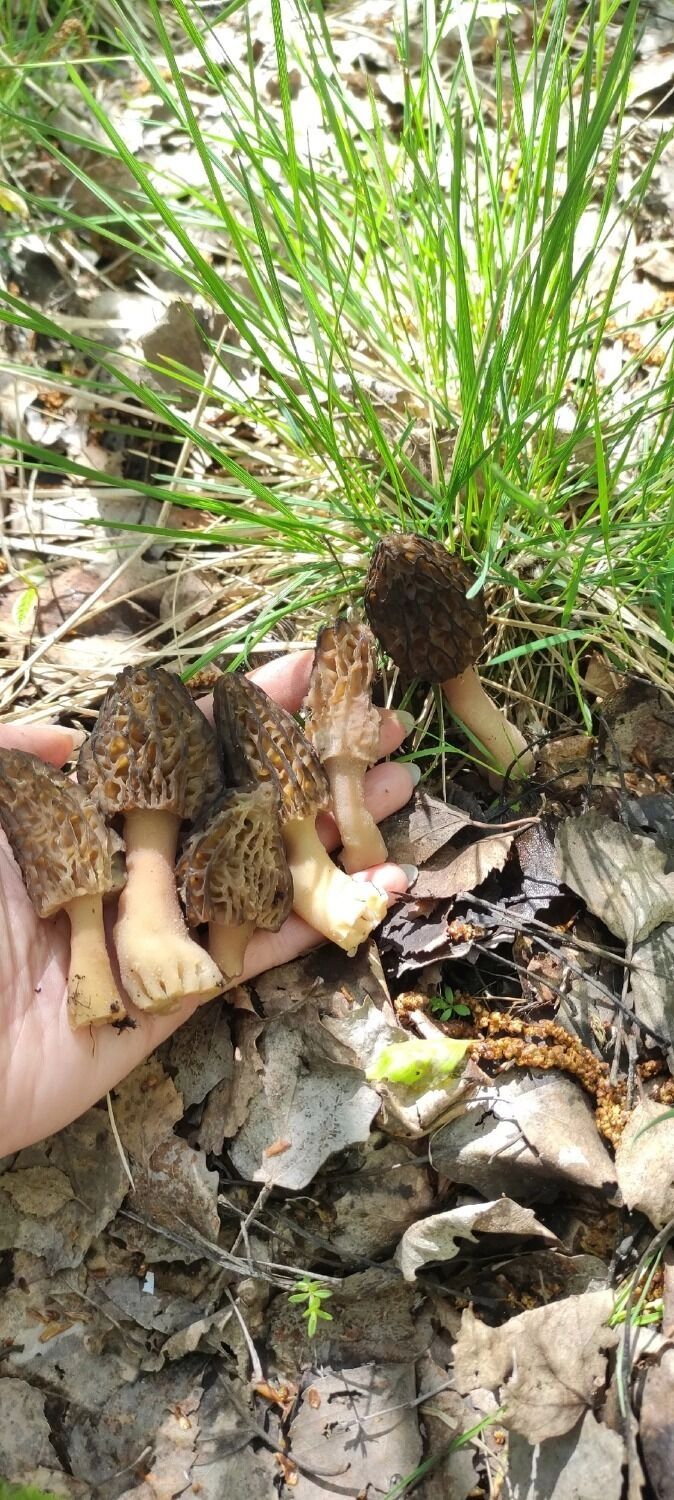 Сморчки из Горбатовки