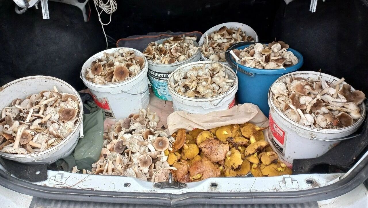 Грибы в Белгородской области