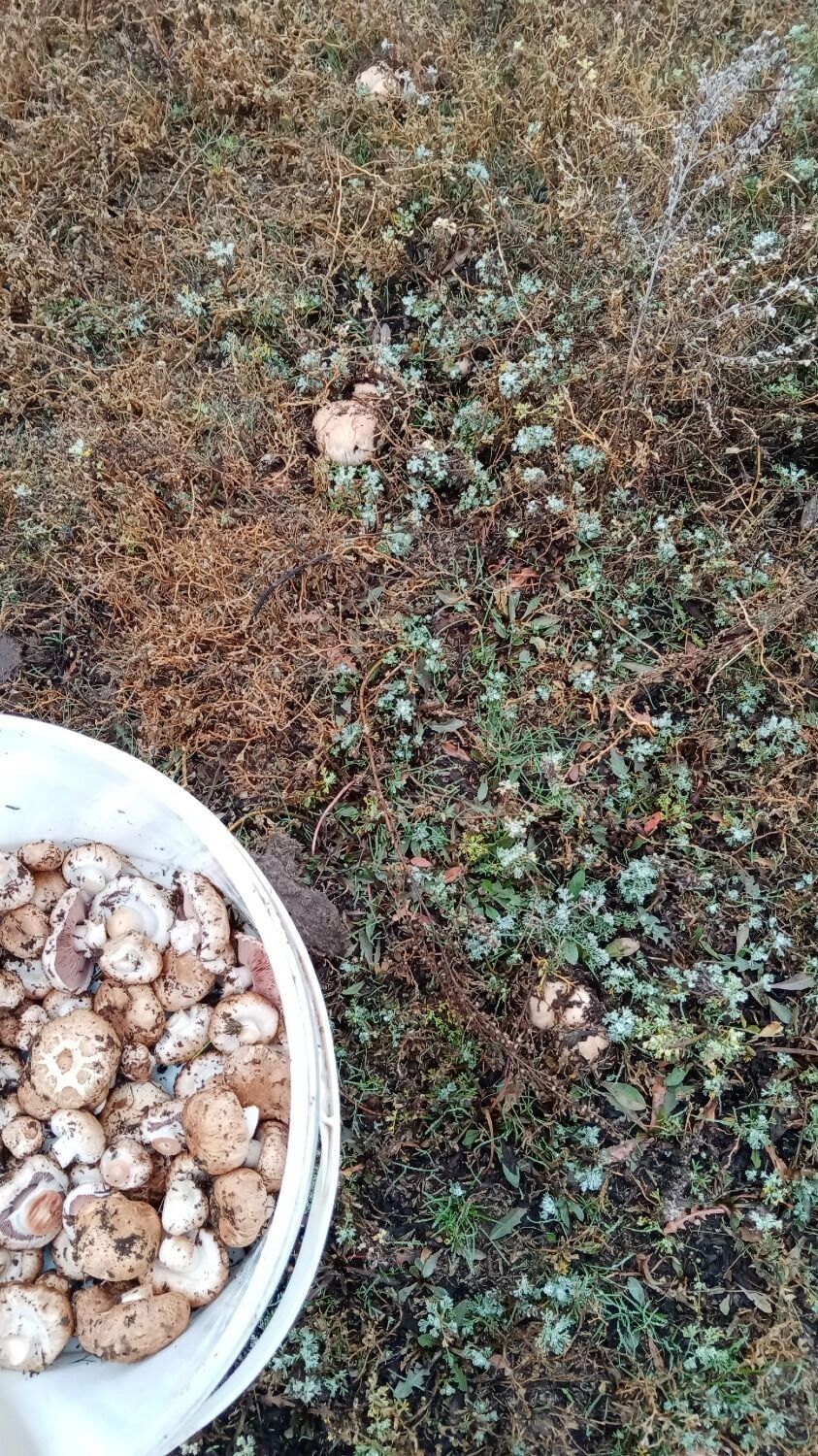 Шампиньоны в Илекском районе Оренбуржья