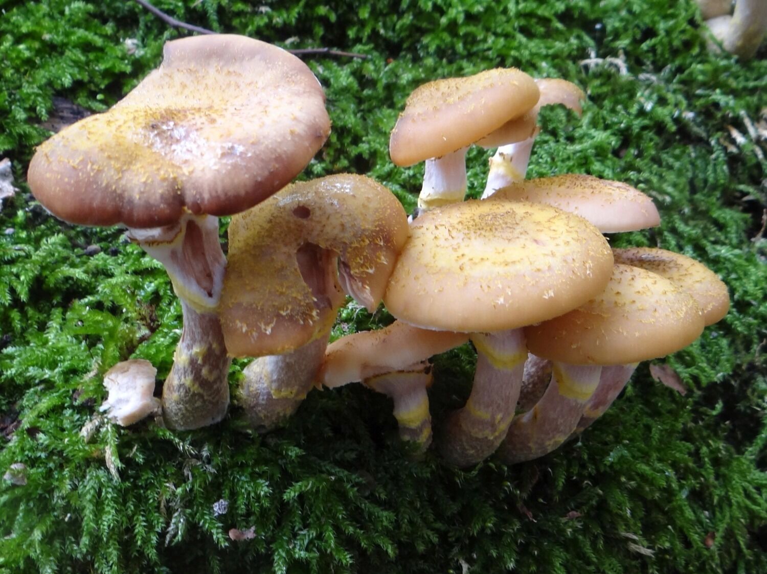 осенние опята