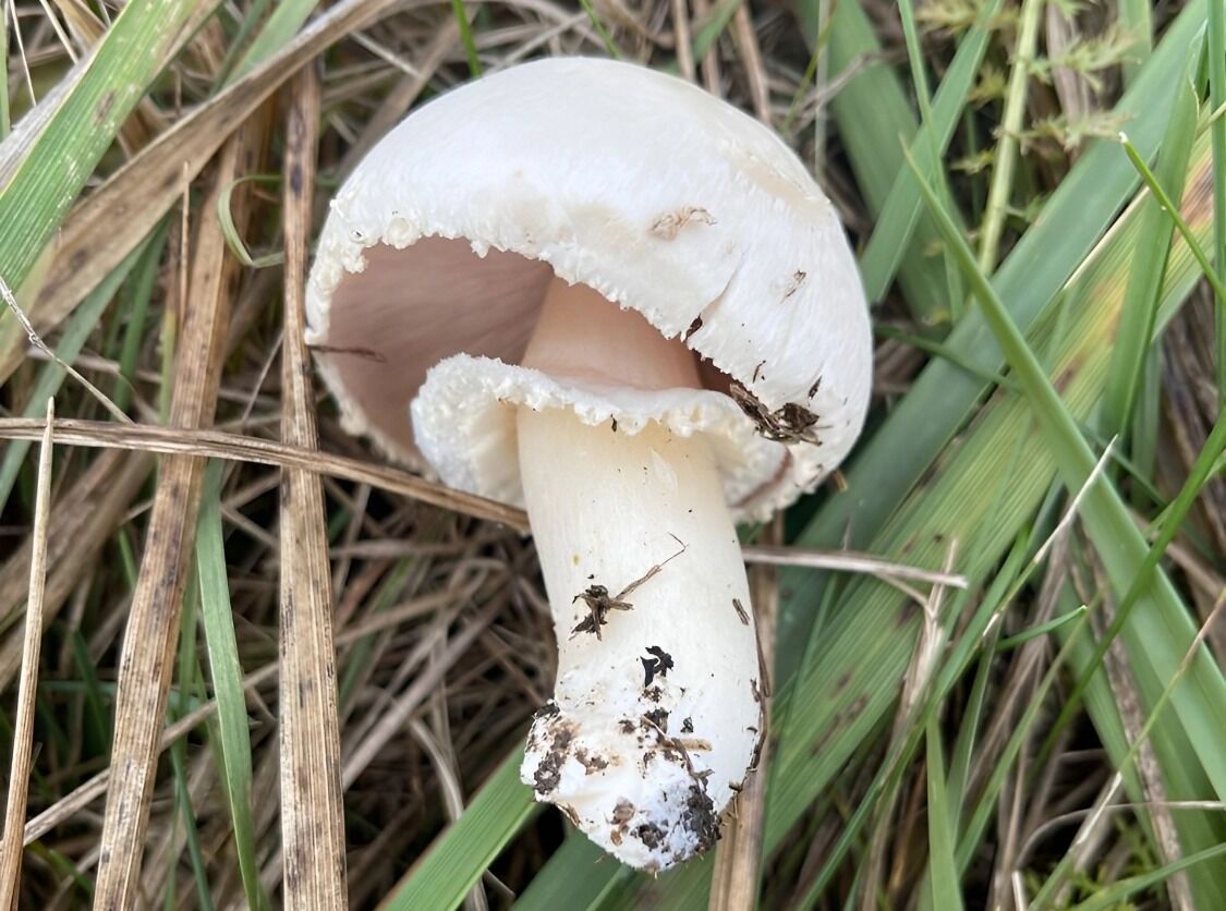 полевой шампиньон