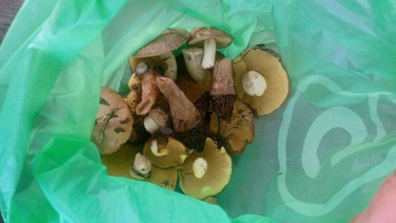 Грибы в Нижегородской области