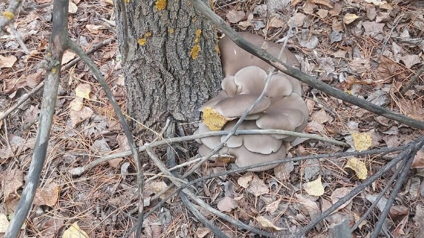 Грибы в Илекском районе 