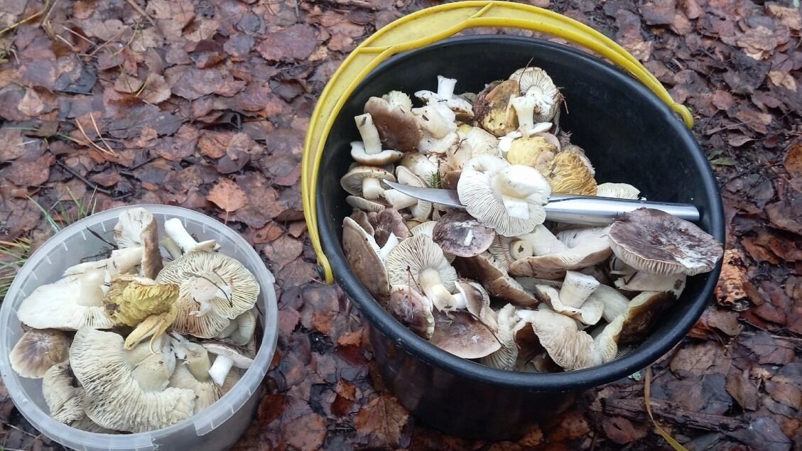 Ноябрьские грибы в Нижегородской области