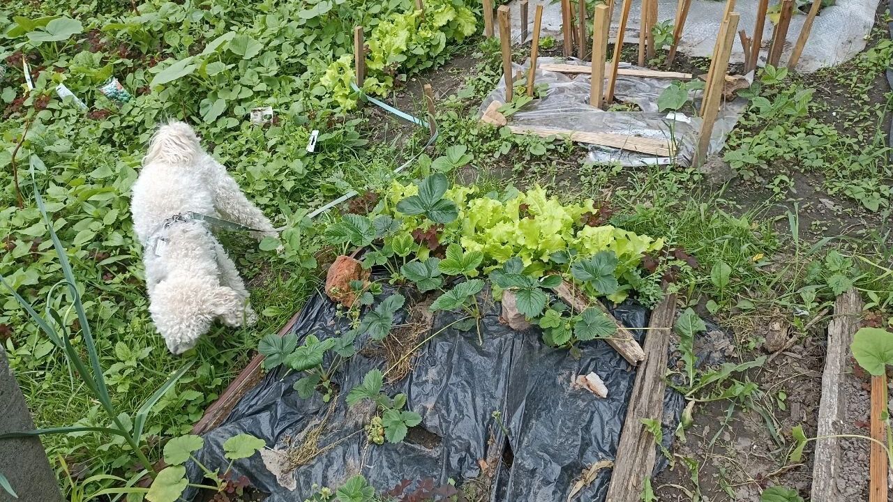 На фото: грядка клубники с черной пленкой