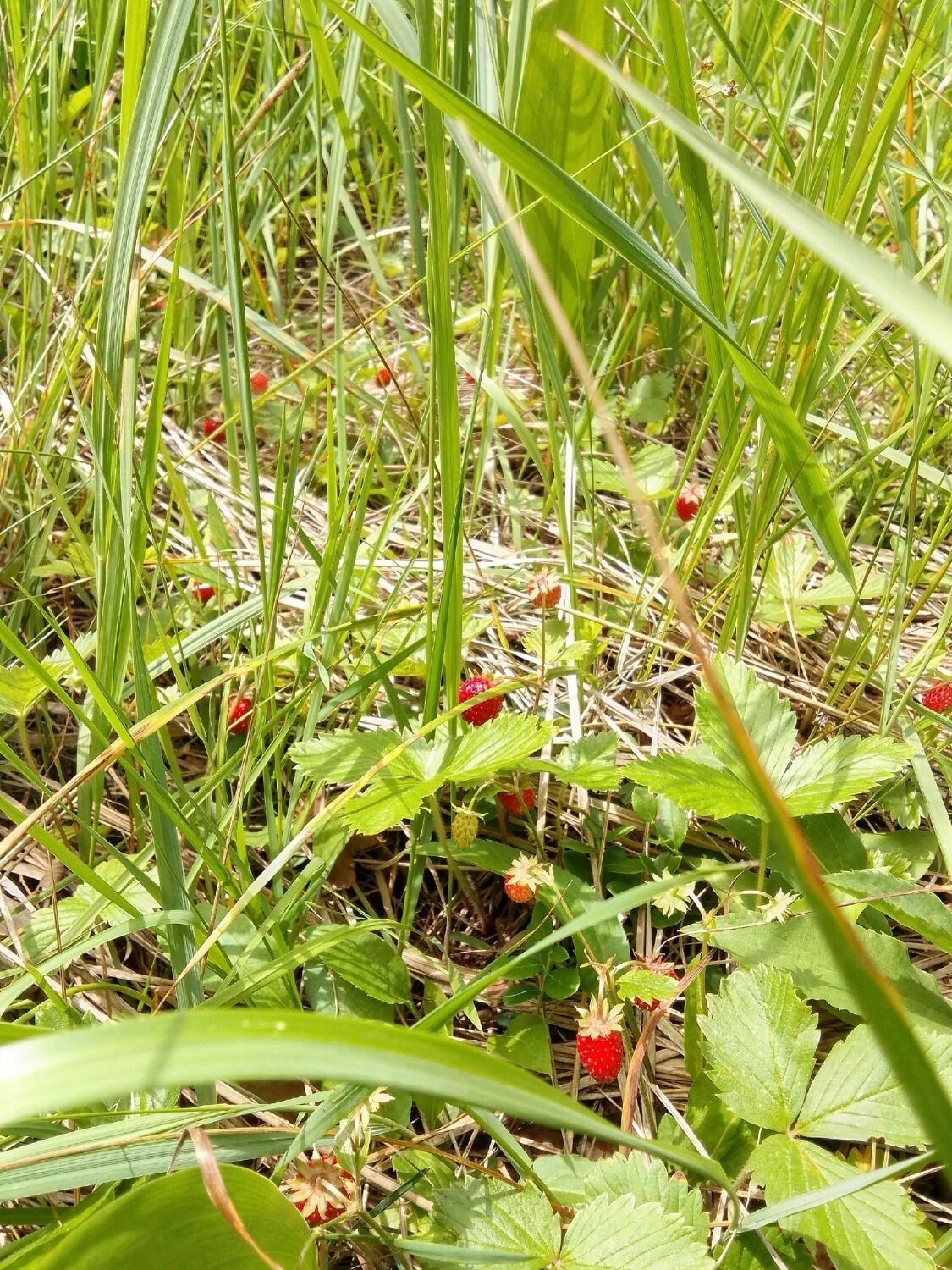 Ягоды в нижегородских лесах