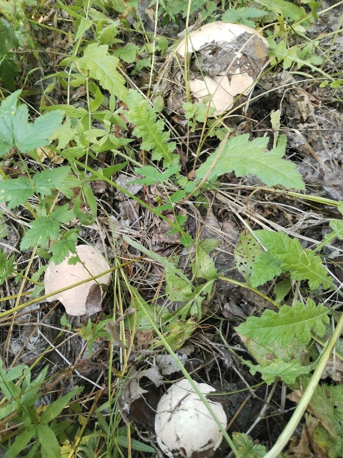 В Оренбургском районе собрали грибы 