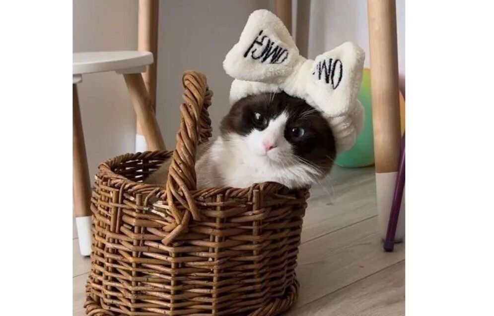 Котята сноу-шоу